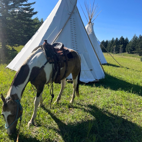 Aventure de camping à cheval avec nuitée